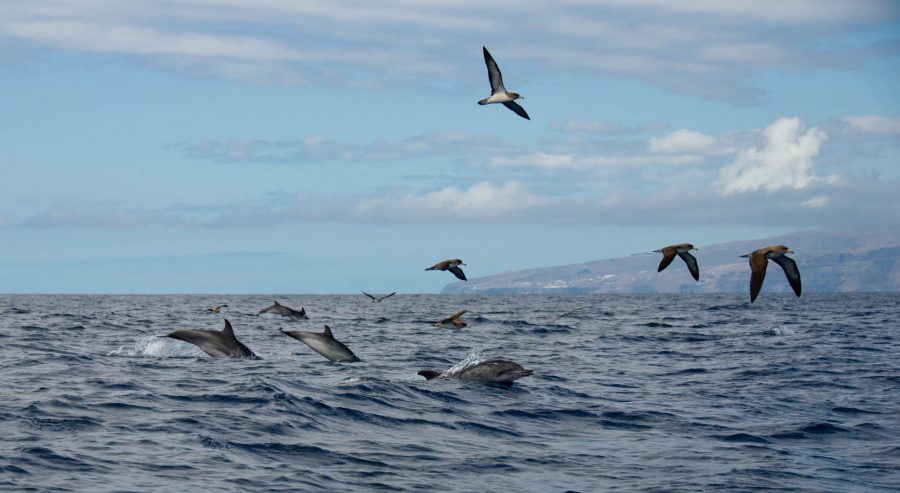 avistamiento de ballenas y delfines en tenerife