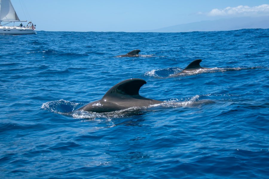 avistamiento de cetáceos ballenas en La Palma
